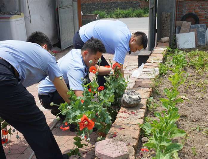 民警拔罌粟原植物