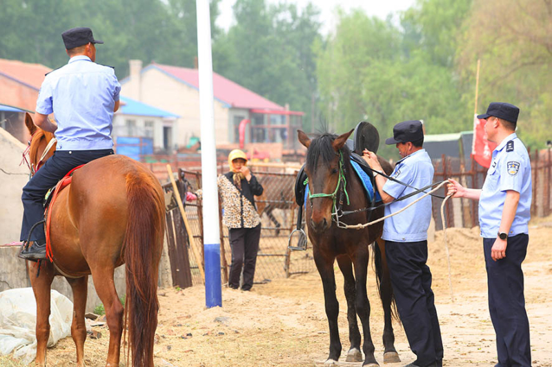 巡邏前，民警為愛馬整理好馬鞍。