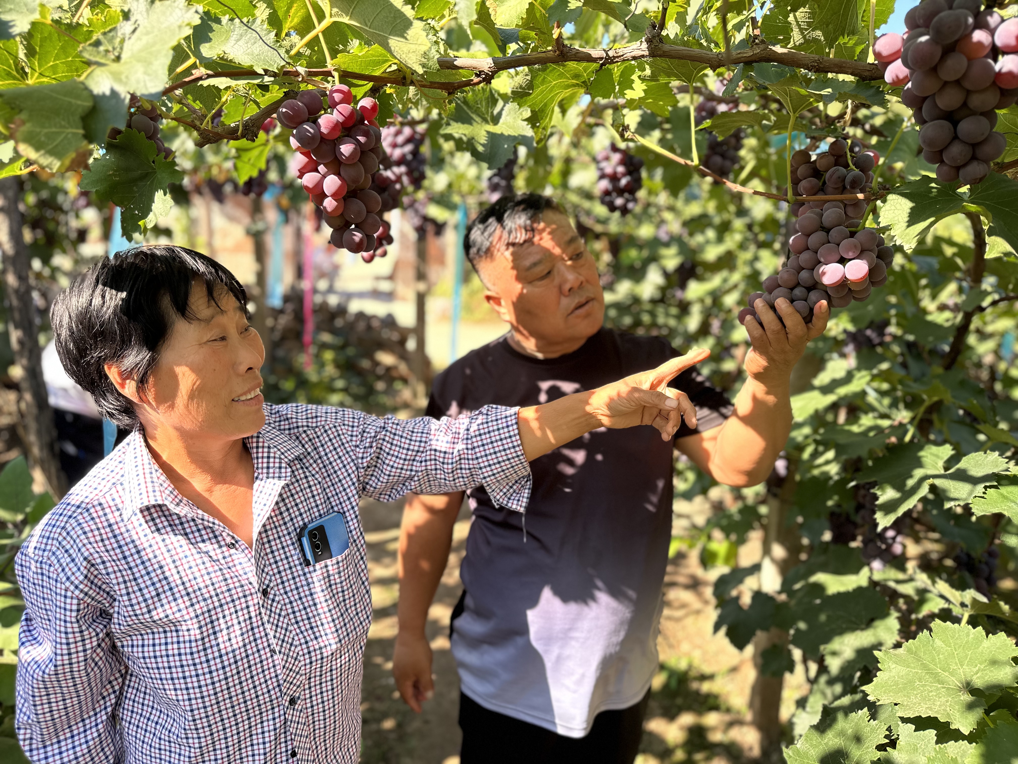 謝仁宏（右）在葡萄種植戶家里查看葡萄生長情況